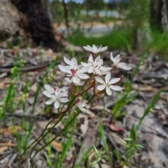 Burchardia umbellata (Milkmaids) at Denman Prospect, ACT - 29 Oct 2020 by AaronClausen