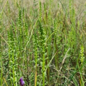 Microtis sp. at Denman Prospect, ACT - suppressed