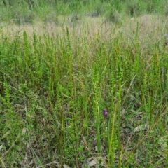 Microtis sp. at Denman Prospect, ACT - suppressed