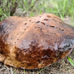 Phlebopus marginatus (Giant Bolete) at Block 402 - 29 Oct 2020 by AaronClausen