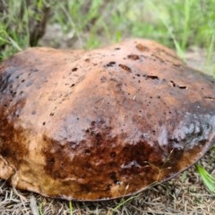 Phlebopus marginatus (Giant Bolete) at Denman Prospect, ACT - 29 Oct 2020 by AaronClausen
