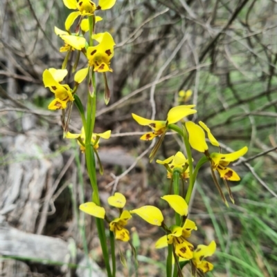 Diuris sulphurea (Tiger Orchid) at Denman Prospect, ACT - 29 Oct 2020 by AaronClausen