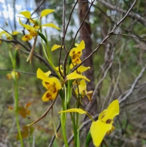 Diuris sulphurea at Denman Prospect, ACT - 29 Oct 2020