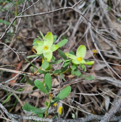 Hibbertia obtusifolia (Grey Guinea-flower) at Block 402 - 29 Oct 2020 by AaronClausen