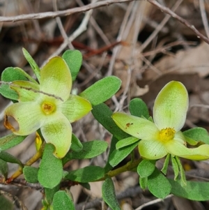 Hibbertia obtusifolia at Denman Prospect, ACT - 29 Oct 2020