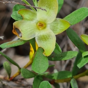 Hibbertia obtusifolia at Denman Prospect, ACT - 29 Oct 2020