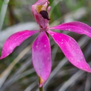 Caladenia congesta at Denman Prospect, ACT - 29 Oct 2020