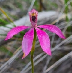 Caladenia congesta at Denman Prospect, ACT - 29 Oct 2020