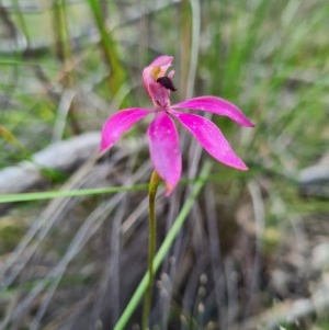 Caladenia congesta at Denman Prospect, ACT - 29 Oct 2020