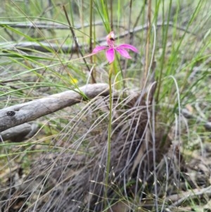 Caladenia congesta at Denman Prospect, ACT - 29 Oct 2020