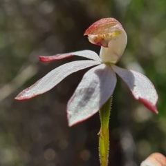 Caladenia moschata (Musky Caps) at Denman Prospect, ACT - 29 Oct 2020 by AaronClausen