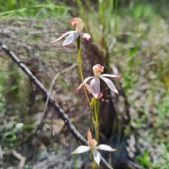 Caladenia moschata at Denman Prospect, ACT - 29 Oct 2020