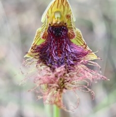Calochilus platychilus (Purple Beard Orchid) at Denman Prospect, ACT - 29 Oct 2020 by AaronClausen