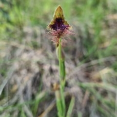 Calochilus platychilus at Denman Prospect, ACT - 29 Oct 2020