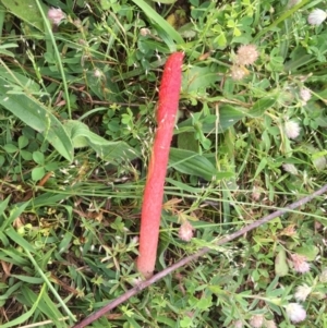 Phallus rubicundus at Tuggeranong DC, ACT - 23 Oct 2020