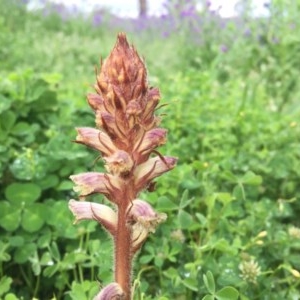 Orobanche minor at Kambah, ACT - 23 Oct 2020