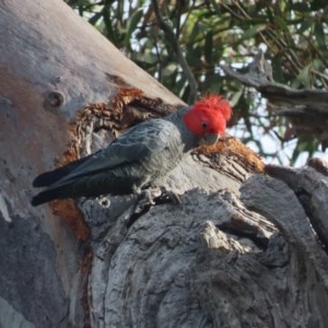 Callocephalon fimbriatum at O'Malley, ACT - suppressed