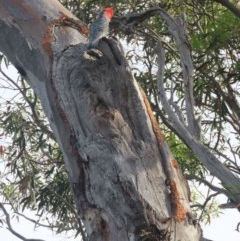 Callocephalon fimbriatum at O'Malley, ACT - 28 Oct 2020