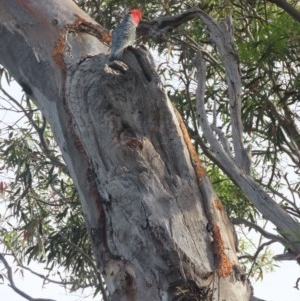 Callocephalon fimbriatum at O'Malley, ACT - suppressed