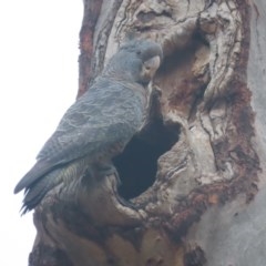 Callocephalon fimbriatum (Gang-gang Cockatoo) at Red Hill, ACT - 30 Oct 2020 by roymcd