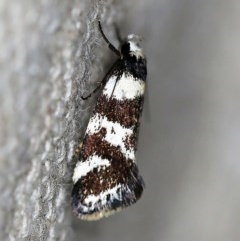 Isomoralla eriscota (A concealer moth) at O'Connor, ACT - 17 Dec 2019 by ibaird