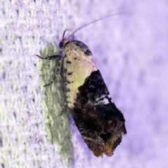 Hypertropha chlaenota (A Gelechioid moth) at O'Connor, ACT - 17 Dec 2019 by ibaird