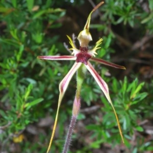 Caladenia parva at Tennent, ACT - 29 Oct 2020