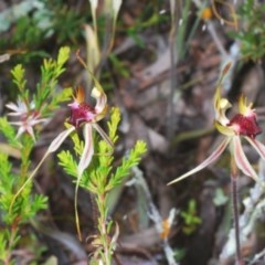 Caladenia parva at Tennent, ACT - 29 Oct 2020