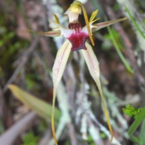 Caladenia parva at Tennent, ACT - 29 Oct 2020