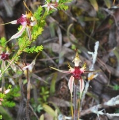 Caladenia parva at Tennent, ACT - 29 Oct 2020