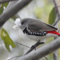 Stagonopleura guttata (Diamond Firetail) at Lions Youth Haven - Westwood Farm A.C.T. - 30 Oct 2020 by HelenCross