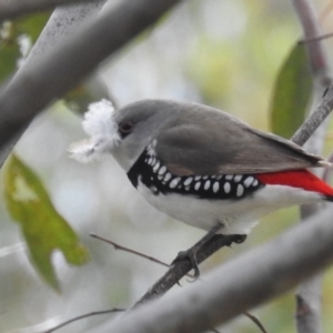 Stagonopleura guttata at Kambah, ACT - 30 Oct 2020