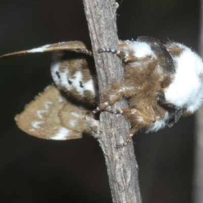 Genduara punctigera (Spotted Clear Winged Snout Moth) at Aranda Bushland - 28 Oct 2020 by Harrisi