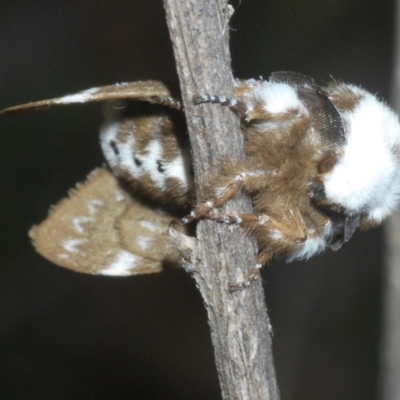 Genduara punctigera (Spotted Clear Winged Snout Moth) at Holt, ACT - 28 Oct 2020 by Harrisi