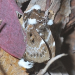 Genduara punctigera at Holt, ACT - 28 Oct 2020 06:40 PM