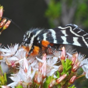 Comocrus behri at Tennent, ACT - 29 Oct 2020 03:56 PM