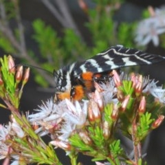 Comocrus behri at Tennent, ACT - 29 Oct 2020 03:56 PM