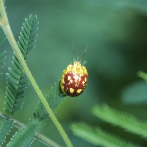 Paropsis maculata at Termeil, NSW - suppressed