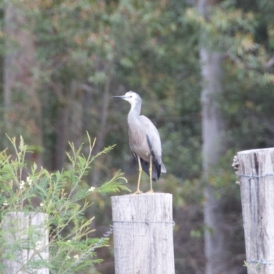 Egretta novaehollandiae (White-faced Heron) at WI Private Property - 24 Oct 2020 by wendie