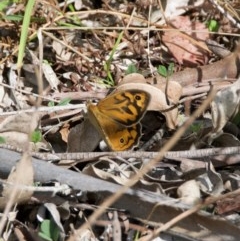 Heteronympha merope (Common Brown Butterfly) at WI Private Property - 24 Oct 2020 by wendie