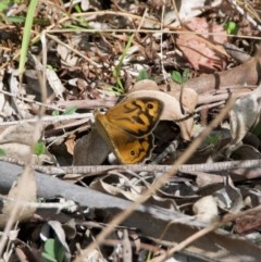 Heteronympha merope (Common Brown Butterfly) at Termeil, NSW - 24 Oct 2020 by wendie