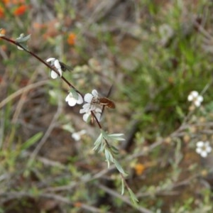 Staurostichus sp. (genus) at Downer, ACT - 30 Oct 2020