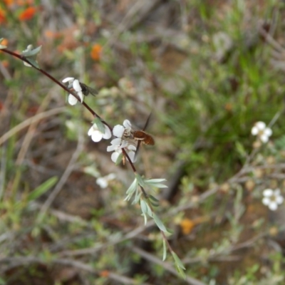 Staurostichus sp. (genus) (Unidentified Staurostichus bee fly) at Downer, ACT - 30 Oct 2020 by Tdoh