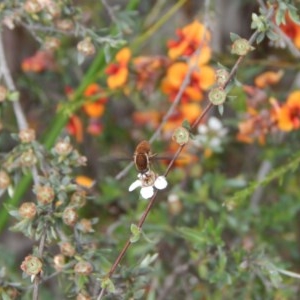 Staurostichus sp. (genus) at Downer, ACT - 30 Oct 2020