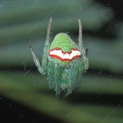 Araneus circulissparsus (species group) (Speckled Orb-weaver) at Aranda Bushland - 28 Oct 2020 by Harrisi