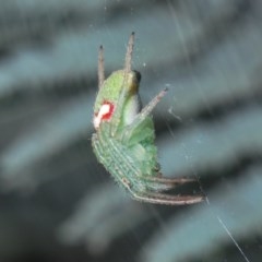 Araneus circulissparsus (species group) at Holt, ACT - 28 Oct 2020