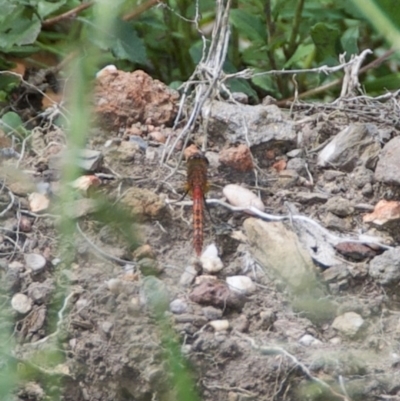 Diplacodes sp. (a percher) at WI Private Property - 26 Oct 2020 by wendie