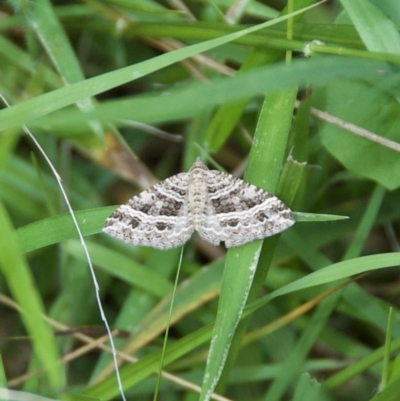 Chrysolarentia subrectaria (A Geometer moth) at WI Private Property - 26 Oct 2020 by wendie