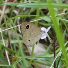 Ypthima arctous (Dusky Knight) at WI Private Property - 26 Oct 2020 by wendie