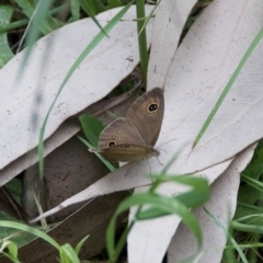 Ypthima arctous at Morton, NSW - 27 Oct 2020